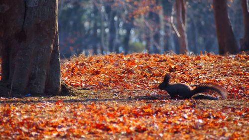 Close-up of autumn leaves