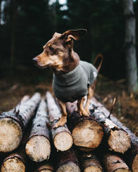 Dog looking away in a forest
