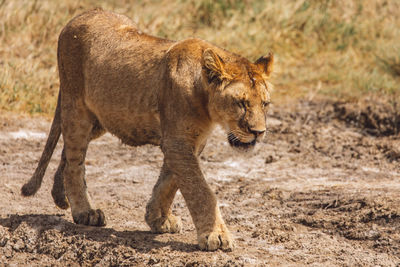 Lioness walking on field