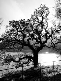 Bare trees against sky