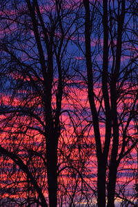 Low angle view of bare trees against sky at sunset