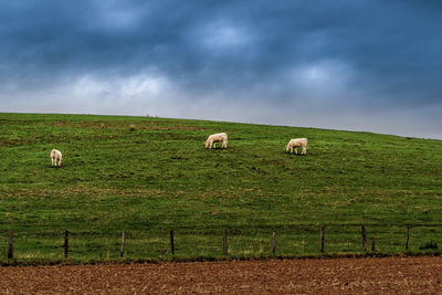 Sheep grazing in a field