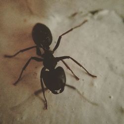 Close-up of spider on wall