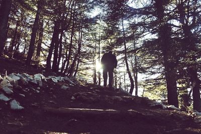 Trees in forest