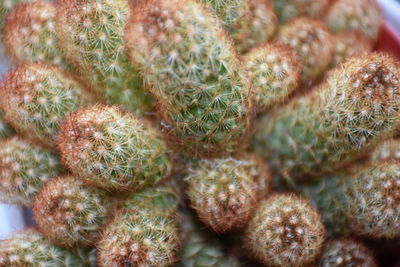 Full frame shot of cactus