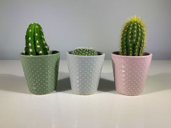 Close-up of potted plant on table