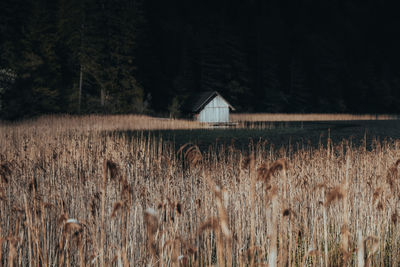 Plants growing on field