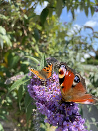 Close-up of butterfly pollinating on purple flower