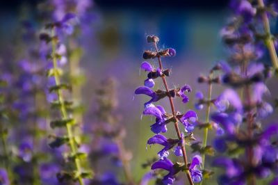 Close-up of purple flowering plant