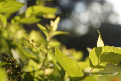 Close-up of fresh green plant