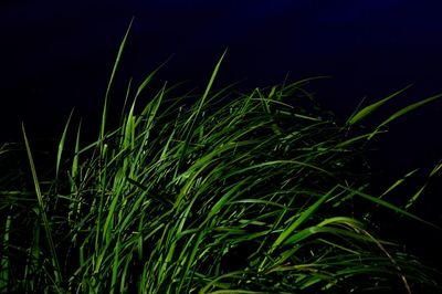 Close-up of grass growing on field at night