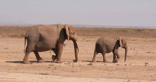 View of elephant in desert
