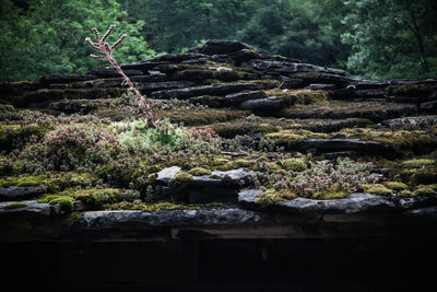 Moss covered rooftop of old house