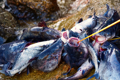 High angle view of fish on rock by sea