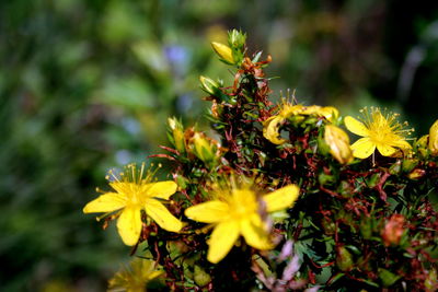 Close-up of yellow flowers blooming outdoors