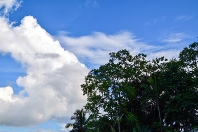 Low angle view of trees against sky