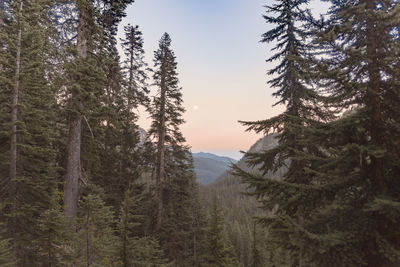 Pine trees in forest against clear sky during sunset