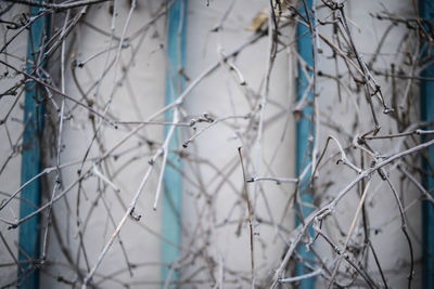 Close-up of bare tree during winter