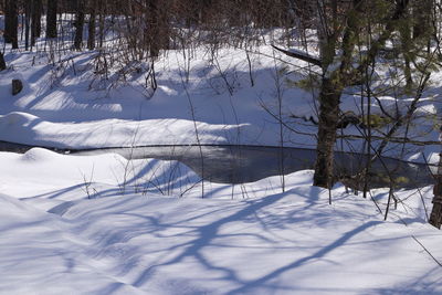 Snow covered field by trees