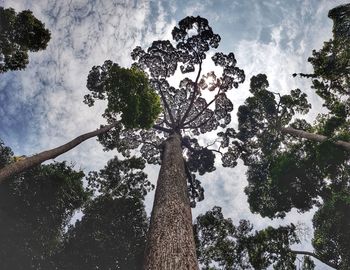 Low angle view of trees against sky