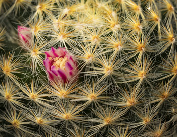 Full frame shot of succulent plant