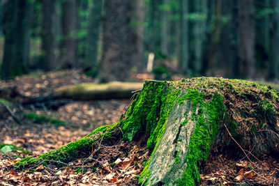 Close-up of moss on tree trunk
