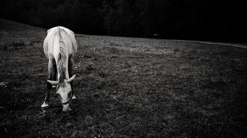 Cow grazing on field