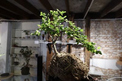 Close-up of bonsai tree in greenhouse