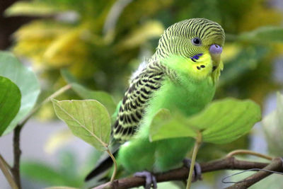 Close-up of parrot perching on tree