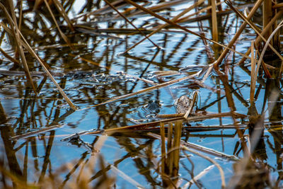 Close-up of bird in water