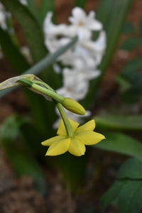 Close-up of yellow flowering plant