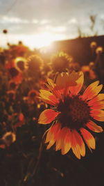 Close-up of orange flowering plant against sky during sunset