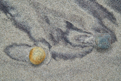 High angle view of shell on beach