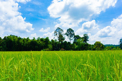 Scenic view of agricultural field against sky