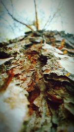 Close-up of leaves against blurred background