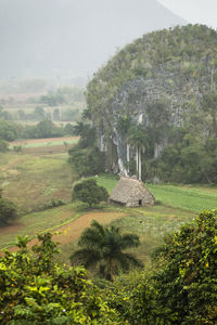 Scenic view of trees on field