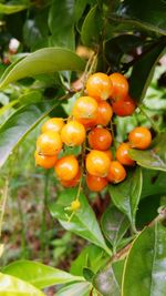 Close-up of plant