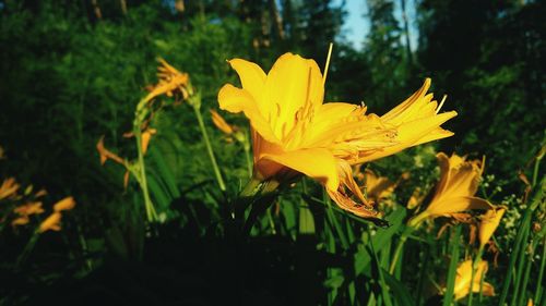 Close-up of yellow flower