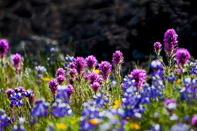 Wild flower blossoming in spring, california, usa