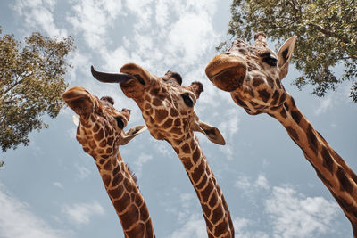 Low angle view of giraffe against sky