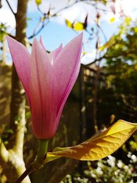 Close-up of pink flower