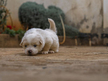 Close-up portrait of dog