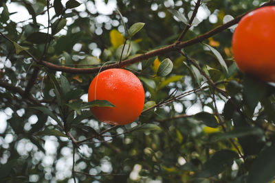 Close-up of orange fruit on tree