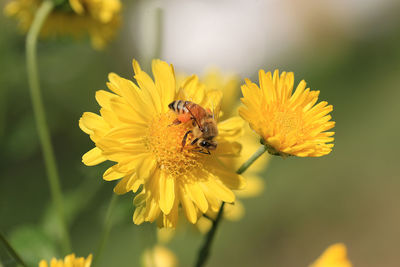 Close-up of bee pollinating on yellow flower