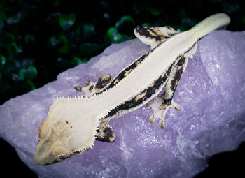 animal