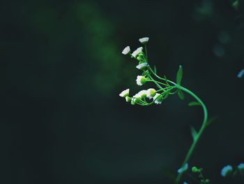 Close-up of plant