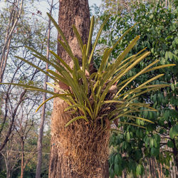 Coconut palm tree in forest