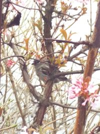 Low angle view of bird perching on tree