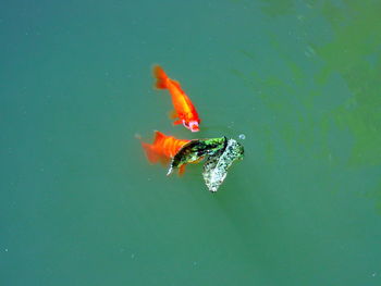 High angle view of koi carps swimming in sea