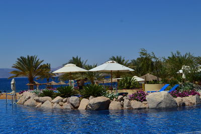 Plants by swimming pool against clear blue sky